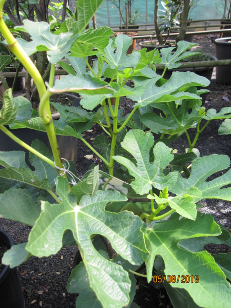 Feige  carica Goutte d or